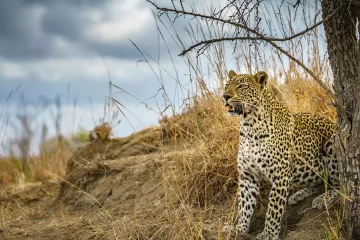 Big Five, Leopard