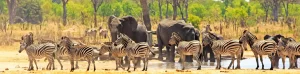 Hwange National Park, Zimbabwe