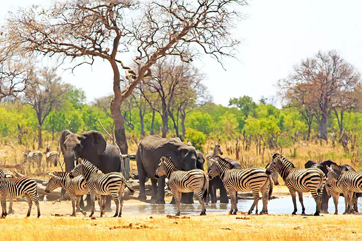 Hwange National Park, Zimbabwe