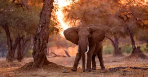 Mana Pools, Zimbabwe