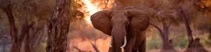 Mana Pools, Zimbabwe