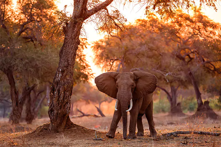 Mana Pools, Zimbabwe