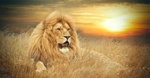 South Africa Holidays
