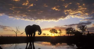 Chobe sunset elephant viewing