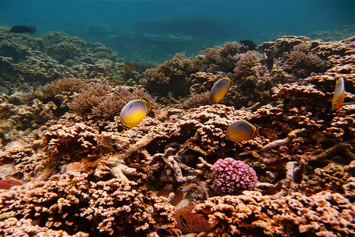 Mauritius snorkeling