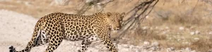 Namibia Leopard