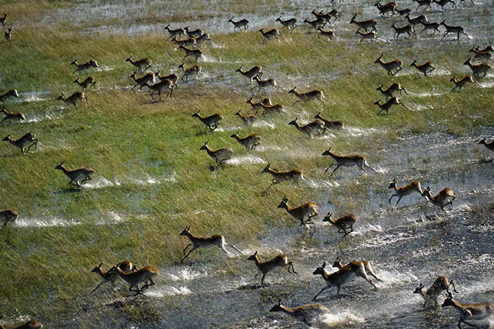 Okavango Delta