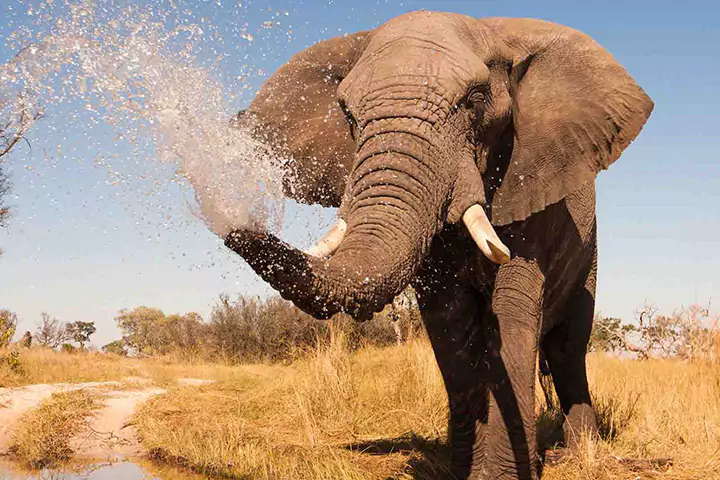 Botswana elephant spraying water