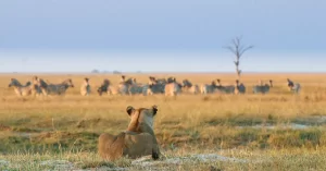 chobe game lodge game viewing