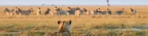 chobe game lodge game viewing