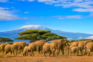 Amboseli