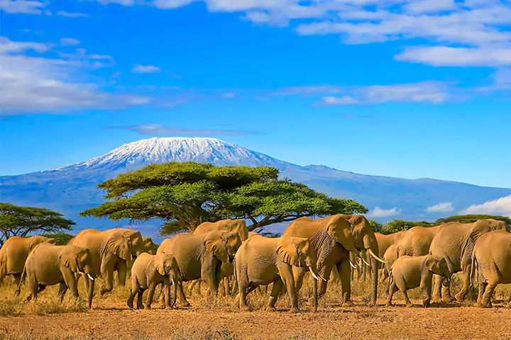 Amboseli