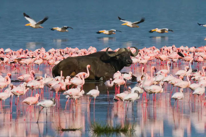 Lake Bogoria, Kenya