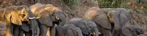 Things to do in Zambia