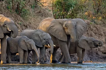 Lower Zambezi, Zambia