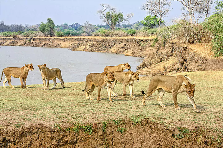 Luangwa River, Zambia