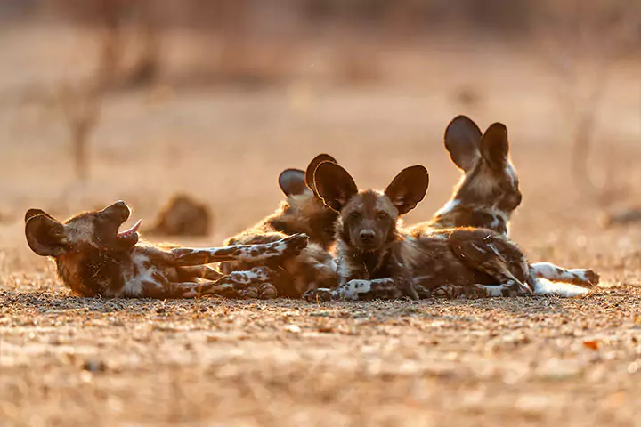 Mana Pools wild dogs, Zimbabwe