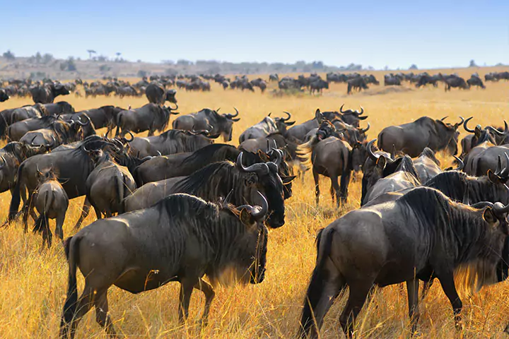 Masai Mara