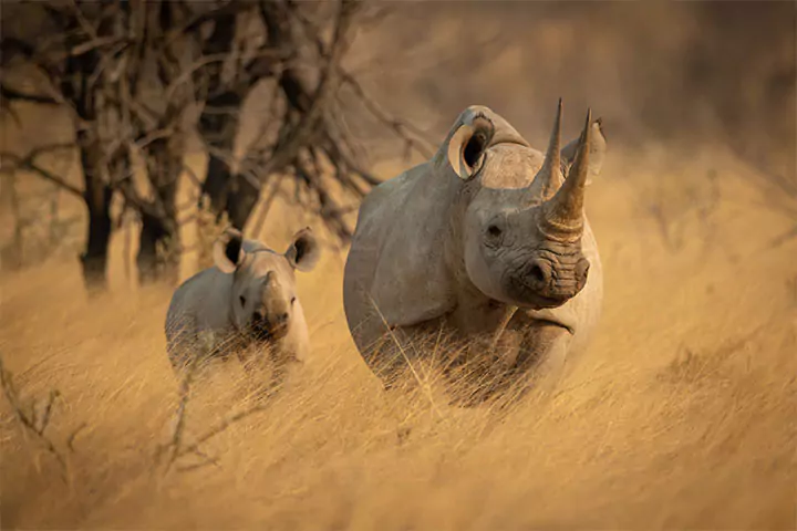 Namibia Etosha black rhino