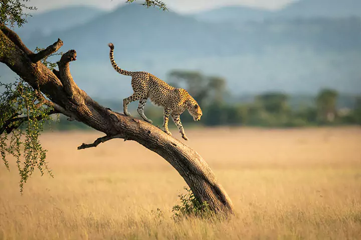 Serengeti