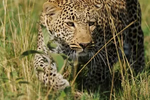 Big 5 game viewing