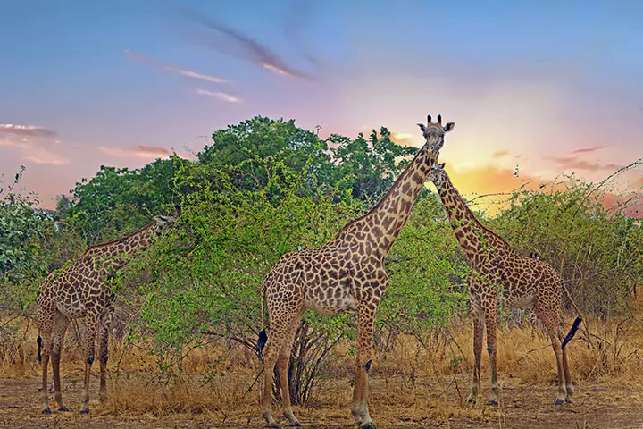 South Luangwa, Zambia