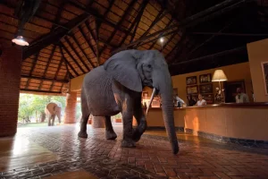 Mfuwe Lodge, Zambia