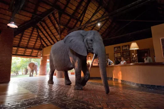 Mfuwe Lodge, Zambia